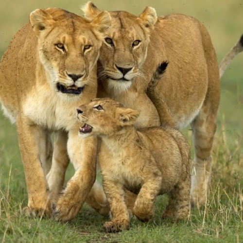 Cape Town, Kruger and Victoria Falls luxury journey