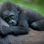 Rwanda Safari Tour