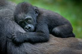 Rwanda Safari Tour