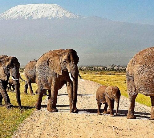 Kenya Budget Camping Safari