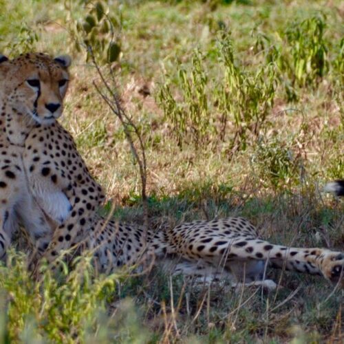 Tanzania Bush Safari Adventure