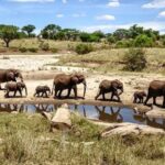 Safari in Kenya Tanzania Uganda
