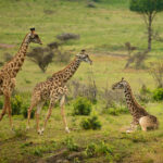 Masai Mara Nakuru Naivasha Safari Tour