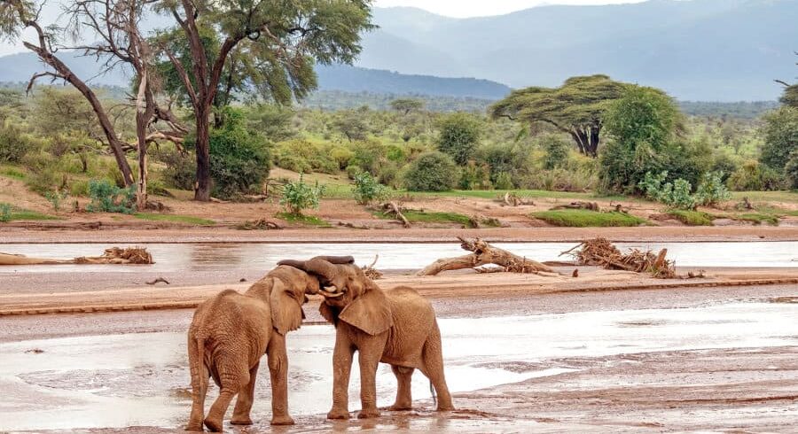 samburu national reserve