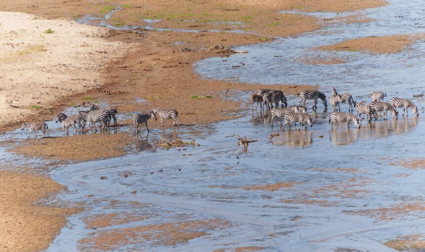 Tarangire National Park Tanzania