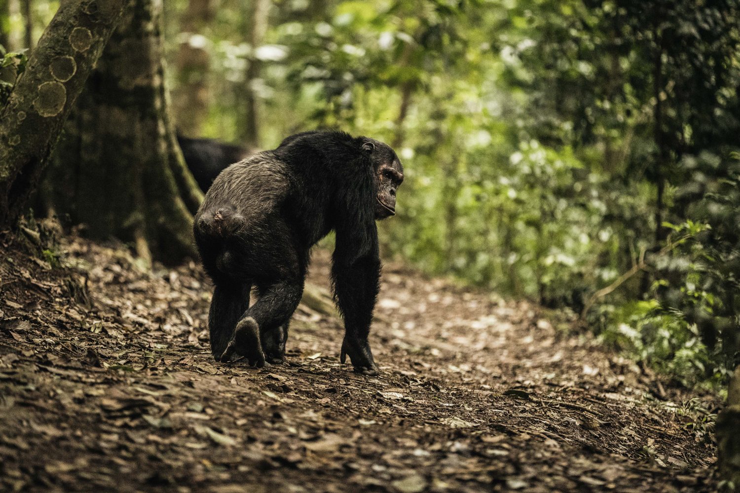 Mountain gorilla trekking in Uganda and Rwanda