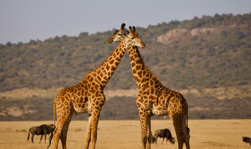 How long should a safari be?