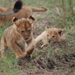 South Africa Highlights