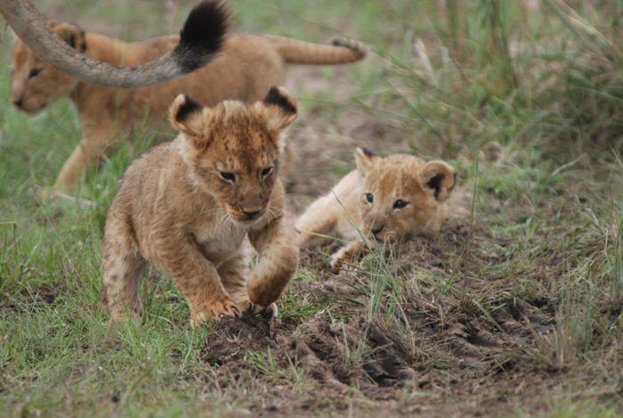 South Africa Highlights