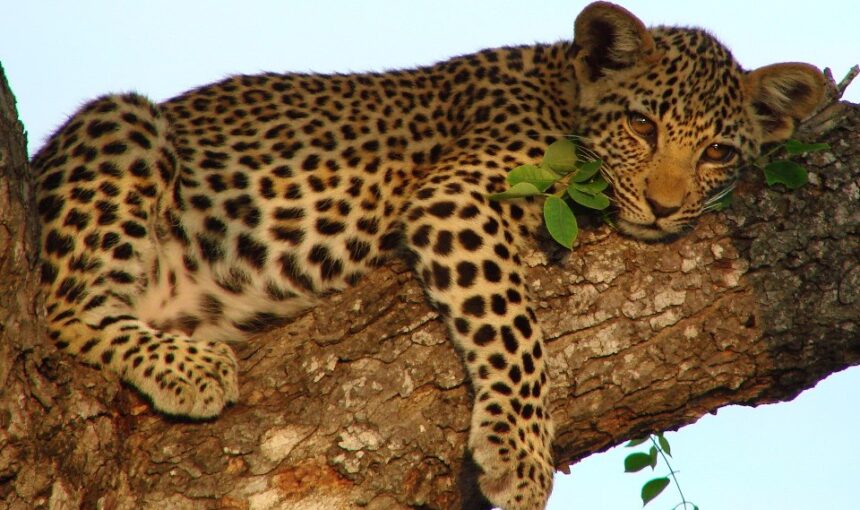 ultimate East African odyssey.