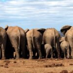 SouthAfrica Experience