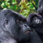 UGANDA PRIMATES HIGHLIGHT