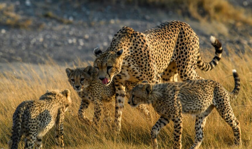 The Tanzania Budget Camping Safari
