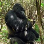 rwanda gorilla primate