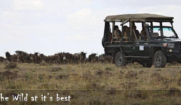 wildlife safaris