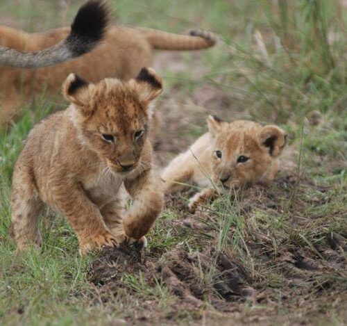 The Kenya Honeymoon in the Wild 