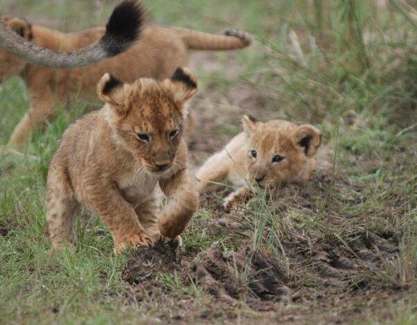 The Kenya Honeymoon in the Wild 