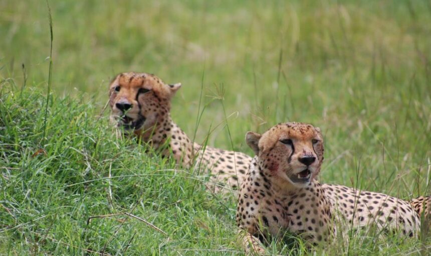 Why Choose a Local Tanzania Safari Operator?