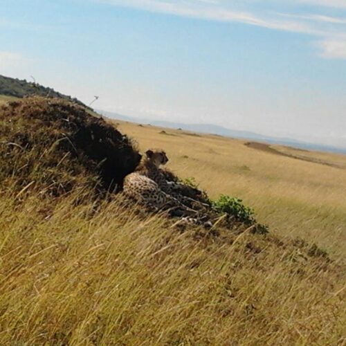 Best Time for Masai Mara Safari 