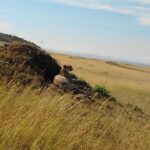 Best Time for Masai Mara Safari 