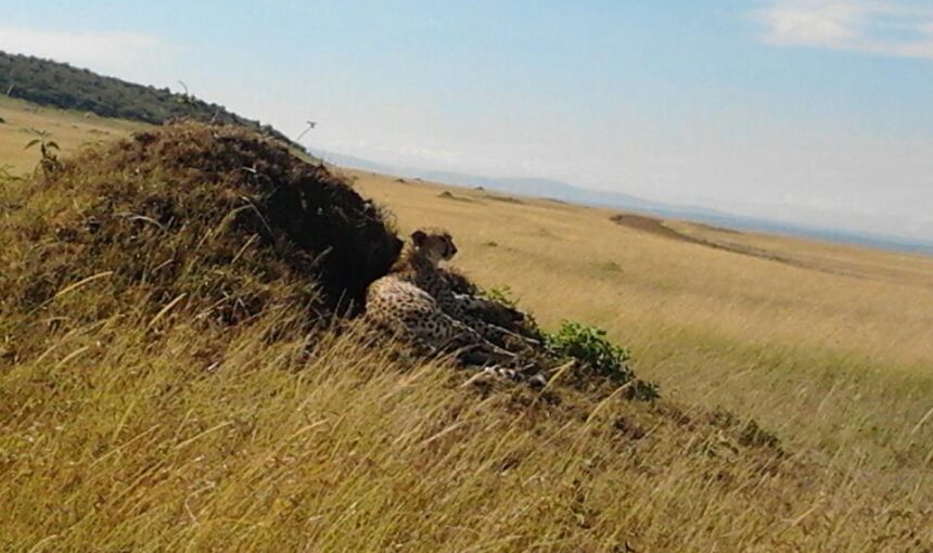 Best Time for Masai Mara Safari 