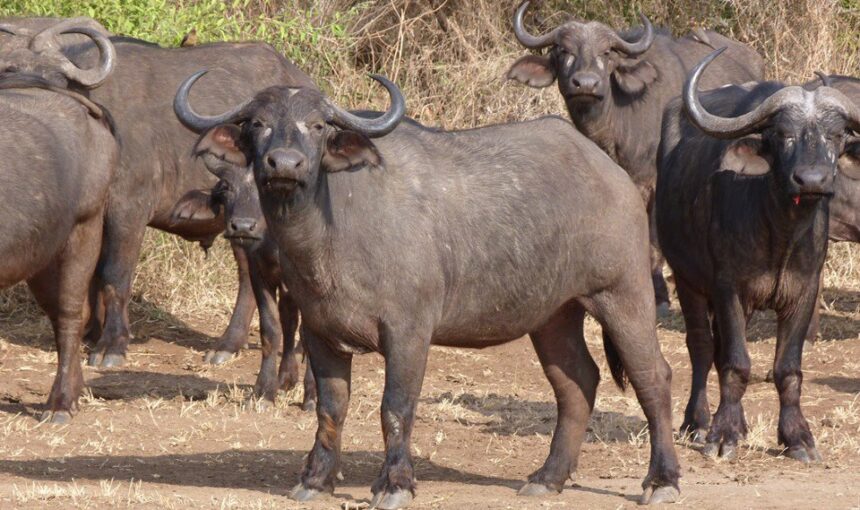 Plan Your Kenya Safari