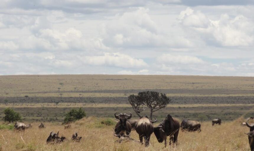 The Tanzania Bush Safari Adventure