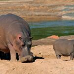 Central Island National Park – Volcanic Craters & Crocodile Lake Safari in Kenya