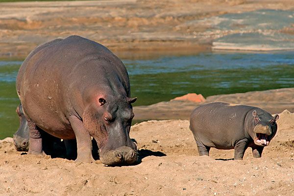 Central Island National Park – Volcanic Craters & Crocodile Lake Safari in Kenya