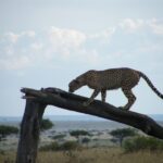 Best Places for a Safari in Kenya