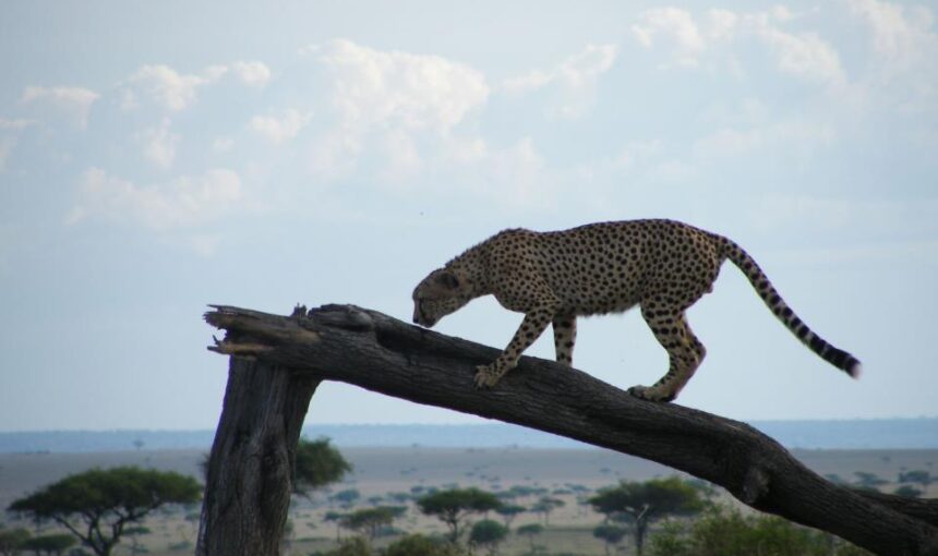 Best Places for a Safari in Kenya