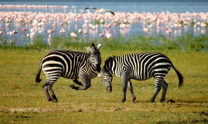 Lake Manyara National Park