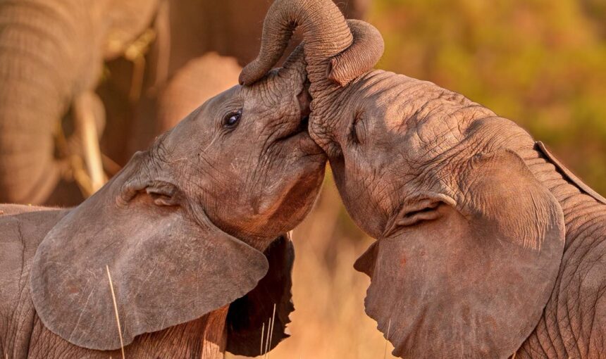 The Kenya Bush to Beach Safari Adventure
