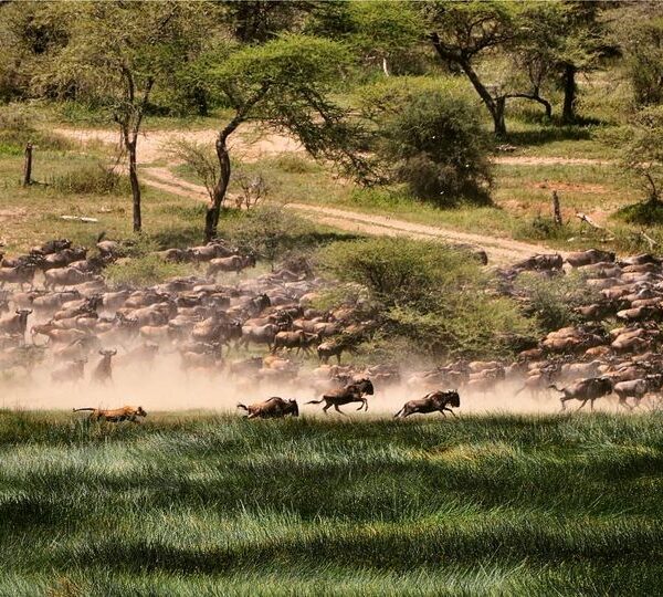 Masai Mara National Reserve – Great Migration & Luxury Safari in Kenya