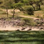 Masai Mara National Reserve – Great Migration & Luxury Safari in Kenya