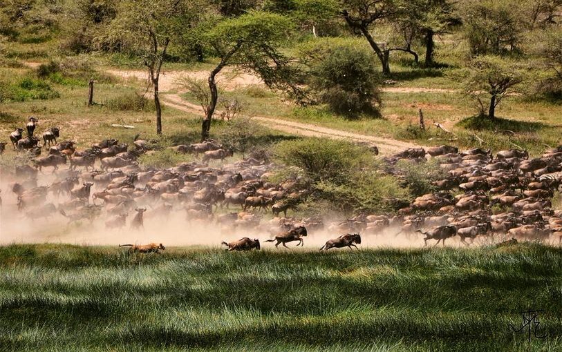 MASAI MARA NATIONAL RESERVE