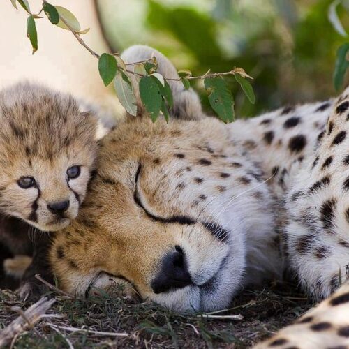 Samburu National Reserve – Rare Wildlife, Luxury Safaris & Northern Kenya Adventure