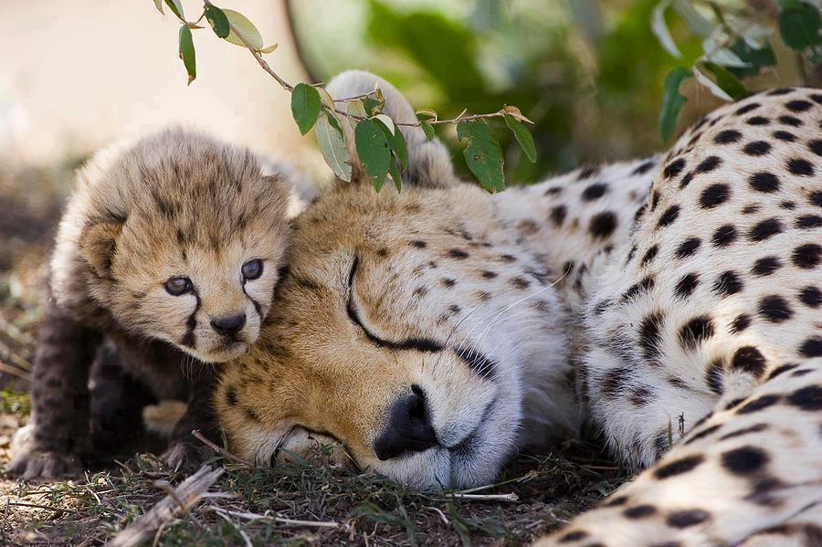 Samburu National Reserve – Rare Wildlife, Luxury Safaris & Northern Kenya Adventure