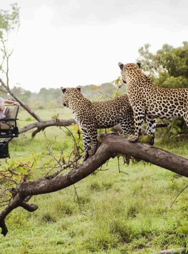 Luxury Tanzania Safari Experience