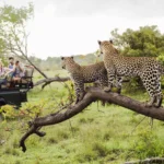 Luxury Tanzania Safari Experience
