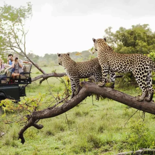 Luxury Tanzania Safari Experience