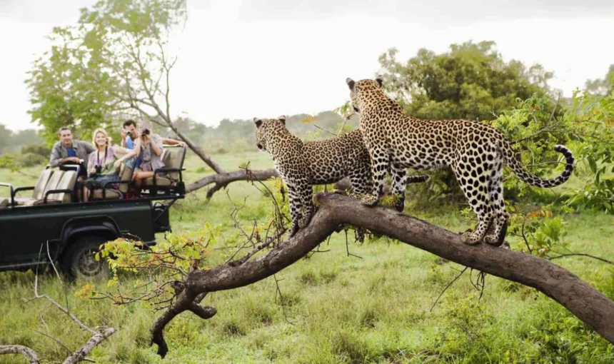 Luxury Tanzania Safari Experience