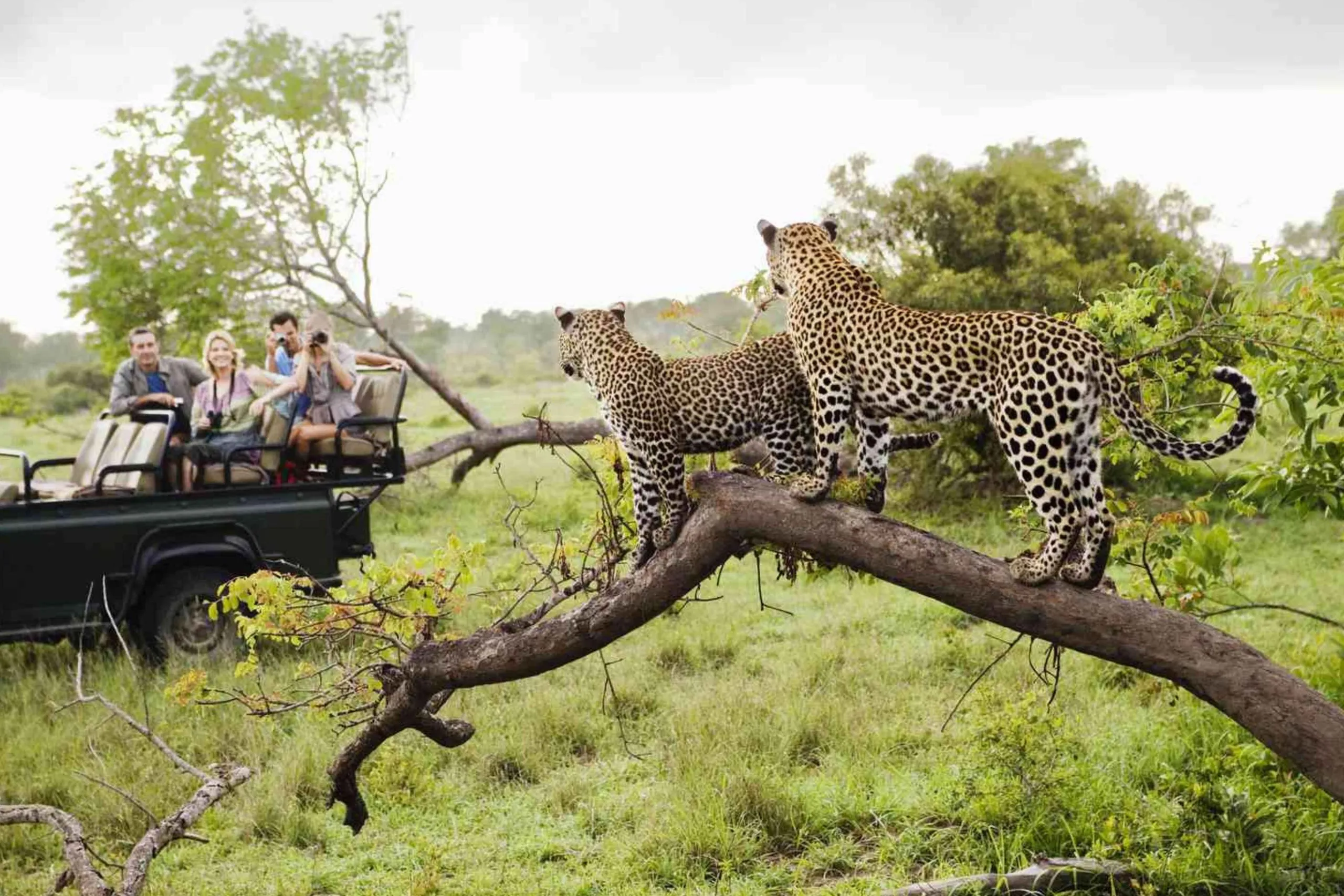 Luxury Tanzania Safari Experience