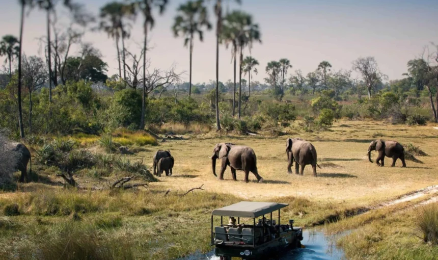 Serengeti National Park Safari Guide