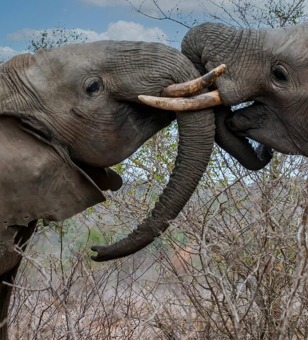 Amboseli National Park – Elephants, Kilimanjaro Views & Safari Experience in Kenya