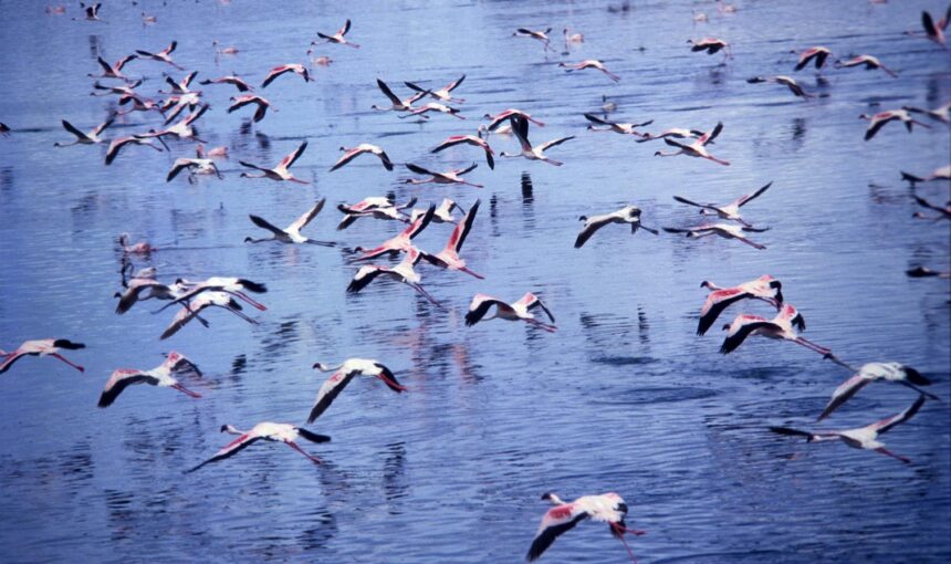 Arusha National Park Tanzania