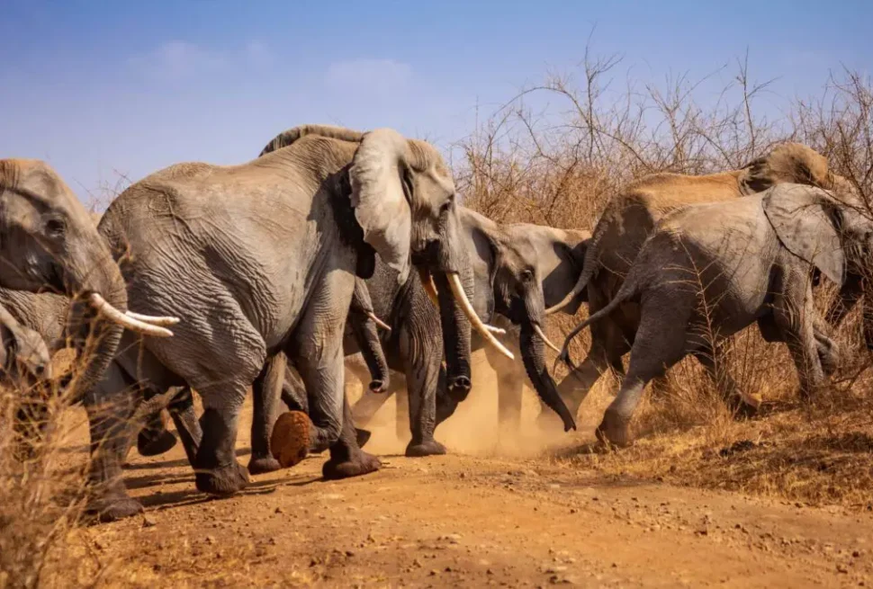 Bisanadi National Reserve – Remote Safari Wilderness in Northern Kenya