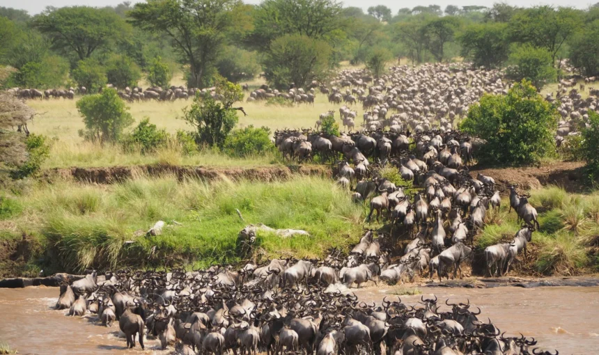 Serengeti Migration Calendar