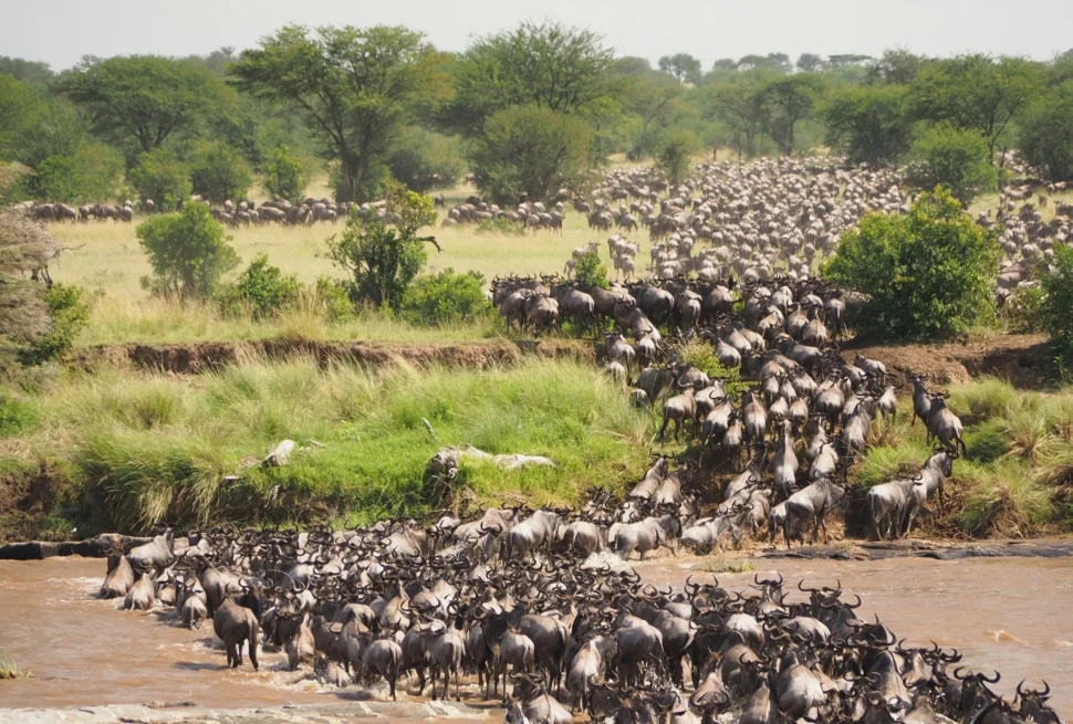 Serengeti Migration Calendar