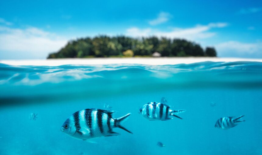 Can You Snorkel with a Camera in Zanzibar